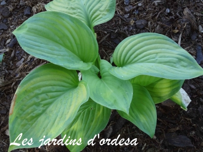 Hosta guacamole